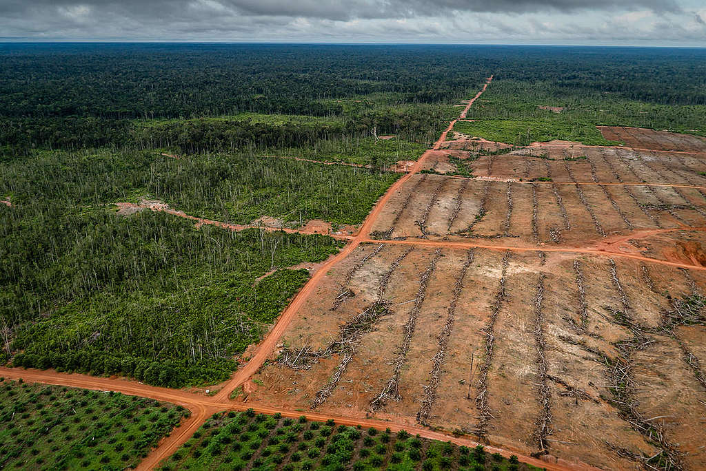 Deforestasi Sudah Menjadi Ancaman Nasional